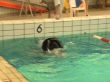 laatse wedstrijd gehancicaptensport doetinchem (10).JPG